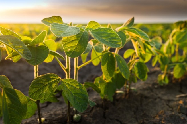 Roundup Ready 2 Xtend soybean sprout