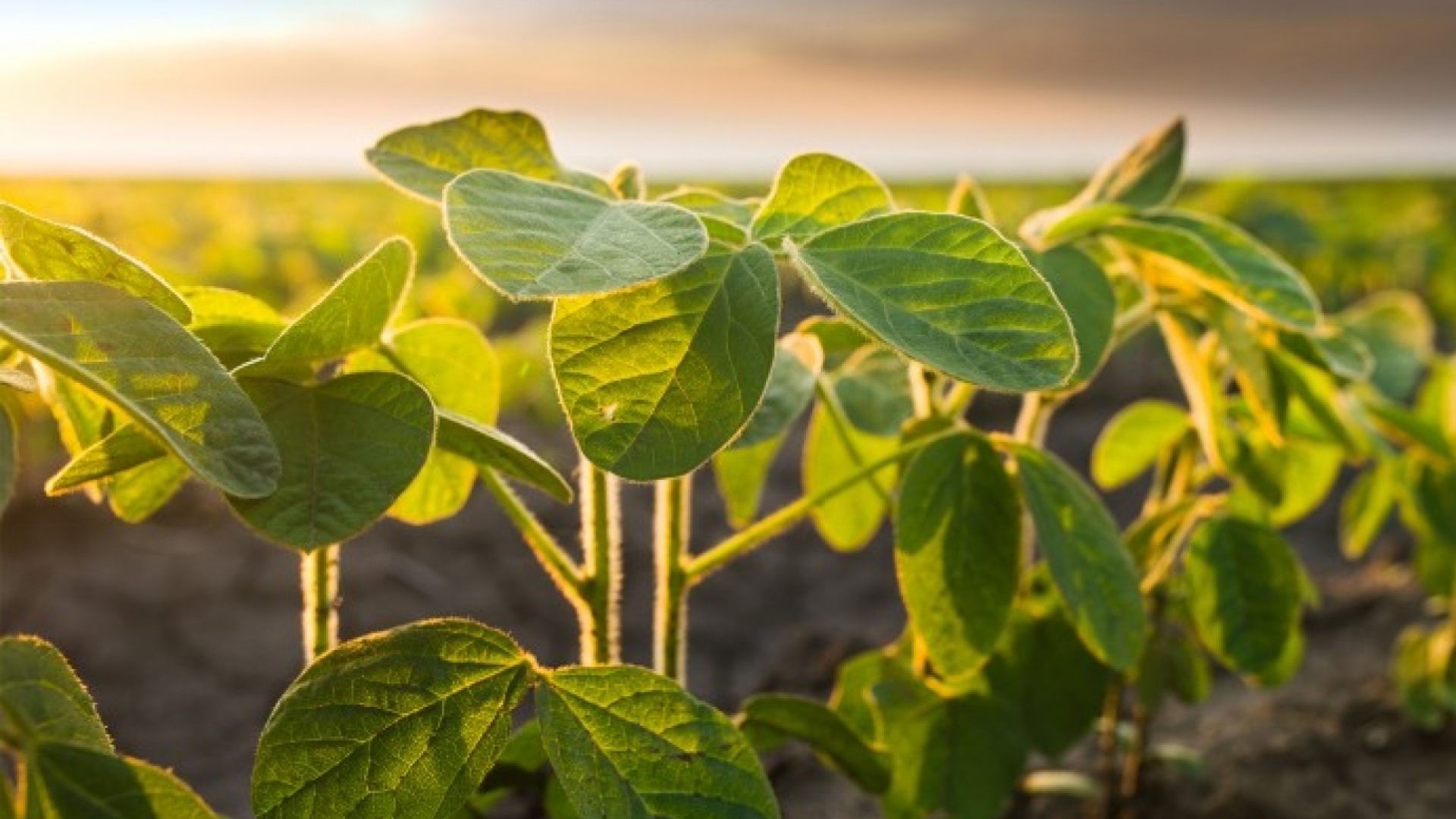 Soybean sprout at sunset
