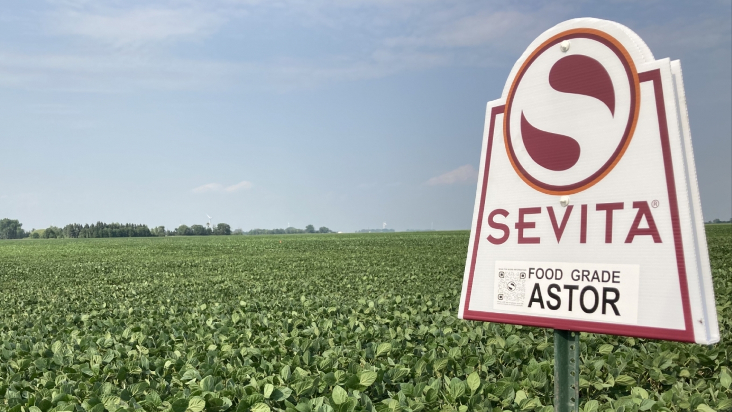 Astor Food-Grade Soybean field